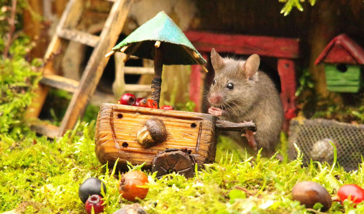 mouse  was up early this morning setting out her little berry selling hand  cart . here she is trying to talk me in to paying 4x peanuts for a haw  berry . 📷