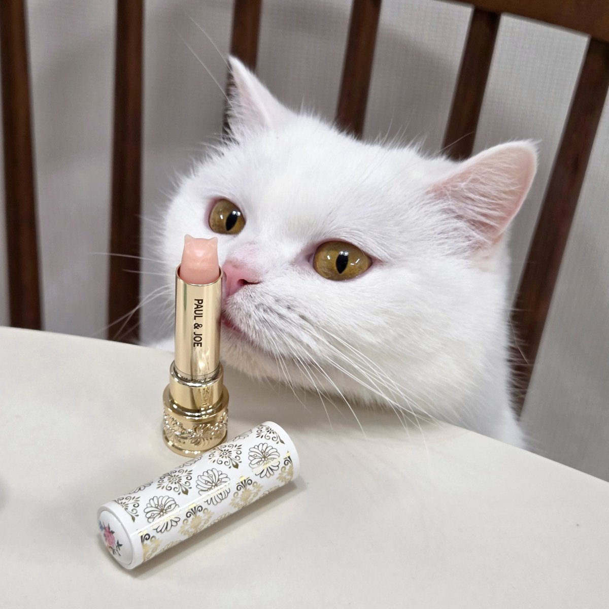 RT해주시면 추첨을 통해 두분께 폴앤조 립밤을 드려요🤍
#제품제공

고양이 립밤으로 유명한 폴앤조에서 매년 길고양이 기부 캠페인을 진행중인데요☺️ 폴앤조 립밤 1개를 구입시 5천원씩 기부가 된다고해요! 너무 좋은 이벤트라 RT+하트 눌러주시면 제 사비로 추첨을 통해 두분께 선물 드립니다.