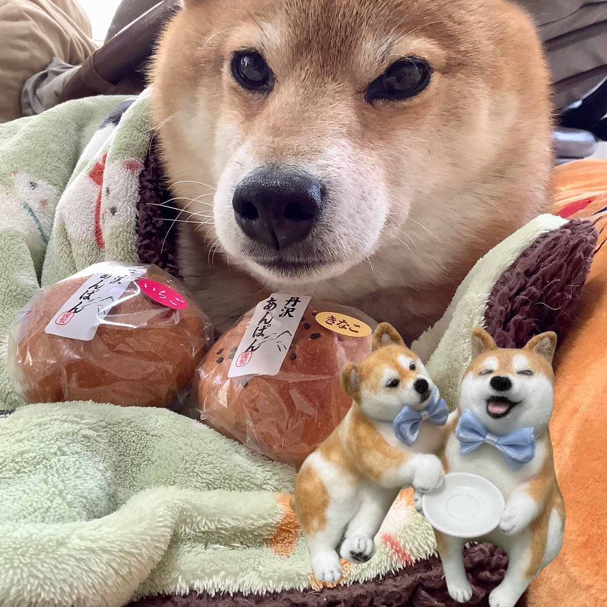 柴犬 ちいちゃん日記 (@LRYYgQzh4l9izb3) / Posts / X