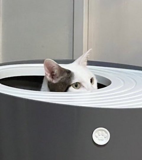 THUNDERCAT来日！
右はTHUNDERCATごっこをしているうちのかわいい保護猫ちゃんです。