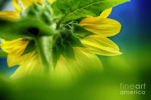 TLawren37609829's tweet image. Visions of a Sunflower - Happy Monday: fineartamerica.com/featured/visio… #sunflowers #nature #beauty #buyintoart