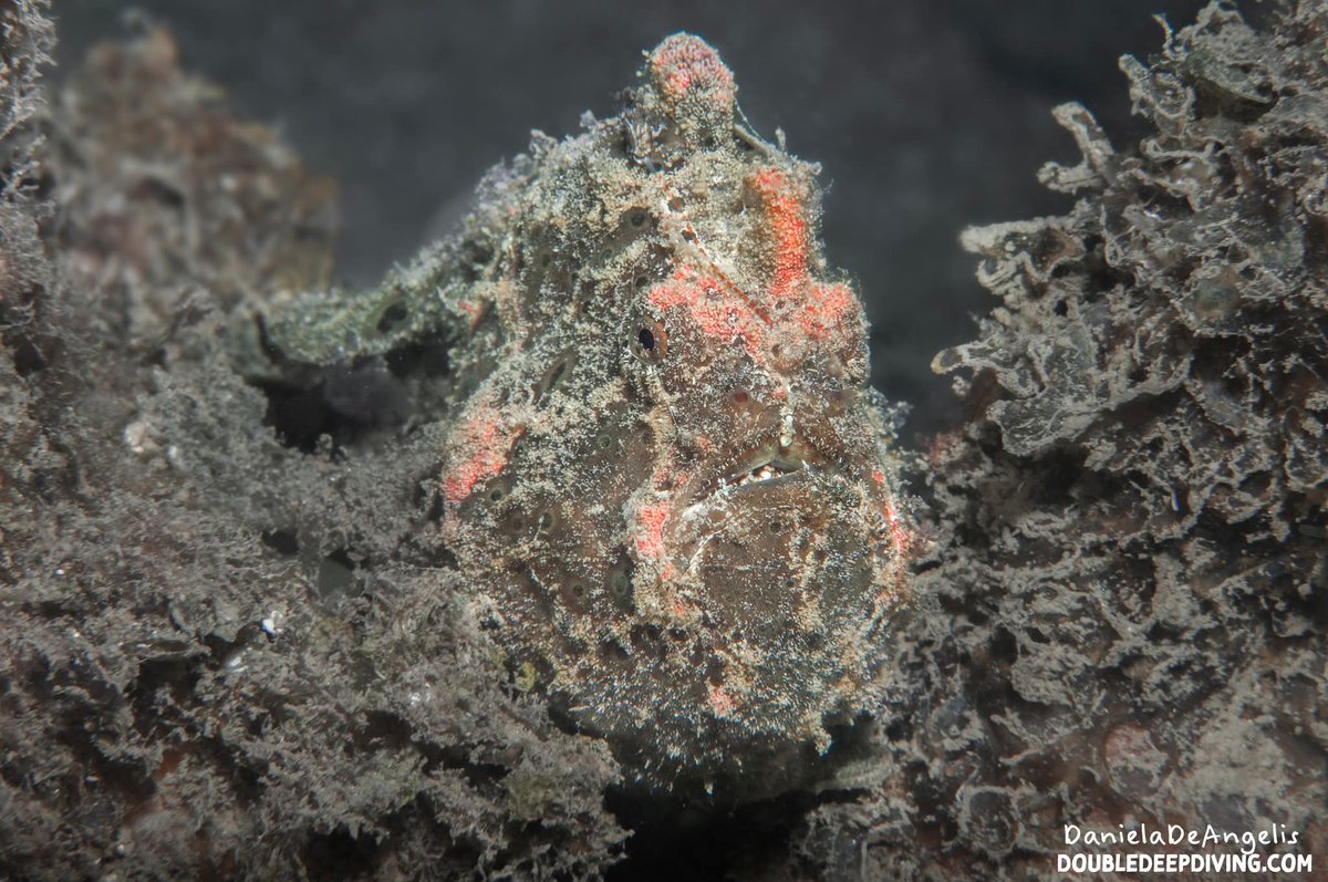 DivingDouble's tweet photo. Another #frogfish

Only with #DoubleDeep diving elite

#nosybe #madagascar #scubadiving #underwaterphotography #scuba #diving #scubatravel #buceo #plongée #tauchen #mergulho #nurkowanie #дайвинг #duiken #dykking #κατάδυση #dykning #potápění #スキューバダイビング #2febbraio https://t.co/oDvrrZXPvW