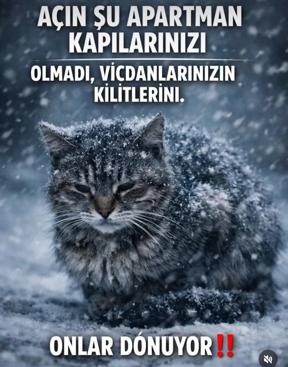 OnurKut51726173's tweet image. Soğuk havalarda Can Dostlarımızı Unutmayın........