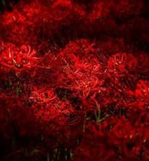 pgtandy's tweet image. #綺麗 大人 🐶