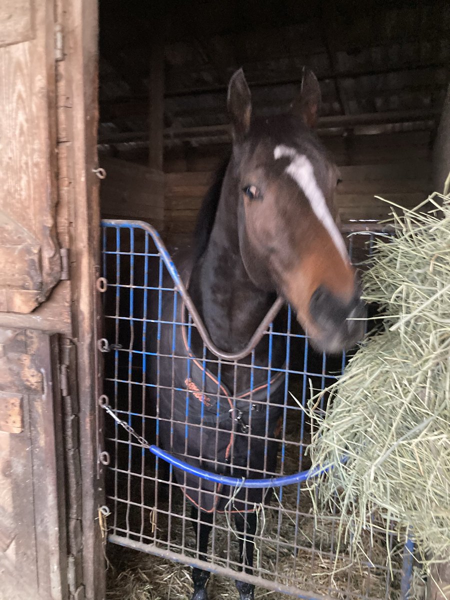 thehorsewhisperer tweet media