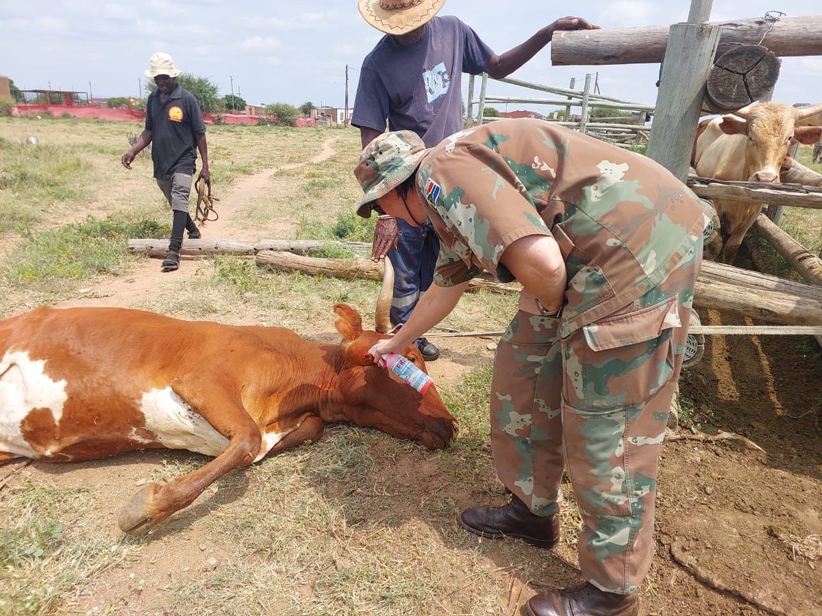 SANDF_ZA's tweet image. The  #SAMilitaryHealthService Animal Health and the  Military Veterinary Institute, in conjunction with the Limpopo  Department of Agriculture and Rural Development, through its  Veterinary Services, provided critical surgical interventions as part of  #ProjectOWETHU.

#SANDF