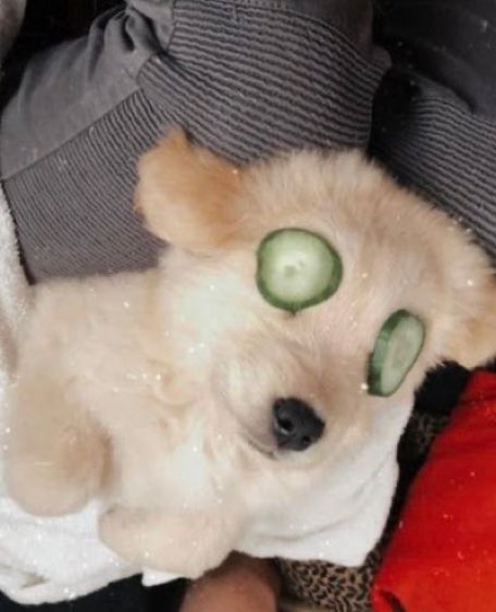 pattern89's tweet image. 탐라에서 마주친 ૮ .• ﻌ • ა ♡  ≽^•⩊•^≼