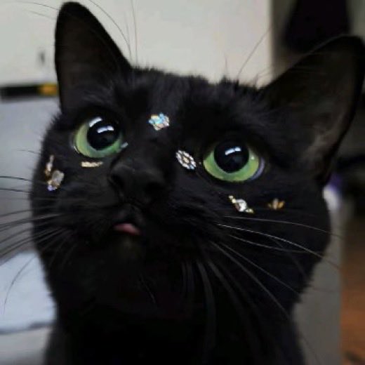 pattern89's tweet image. 탐라에서 마주친 ૮ .• ﻌ • ა ♡  ≽^•⩊•^≼