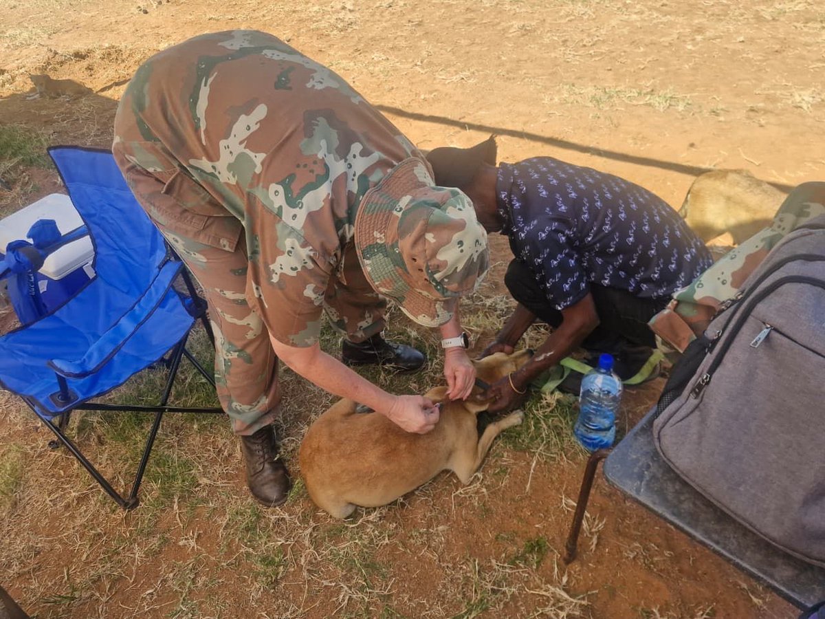 SANDF_ZA's tweet image. The  #SAMilitaryHealthService Animal Health and the  Military Veterinary Institute, in conjunction with the Limpopo  Department of Agriculture and Rural Development, through its  Veterinary Services, provided critical surgical interventions as part of  #ProjectOWETHU.

#SANDF