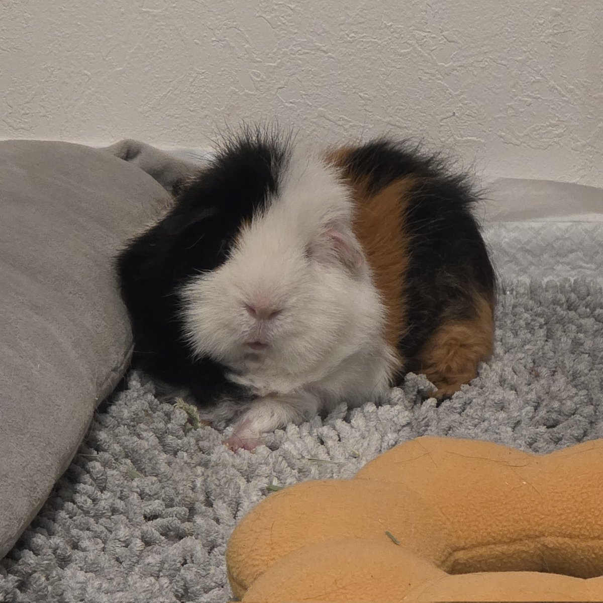 mugimoru's tweet image. ふと、むぃ