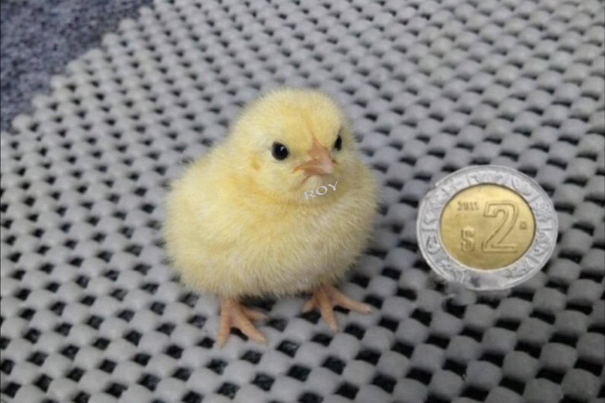 Yo, después de hacer todos los pagos del mes: