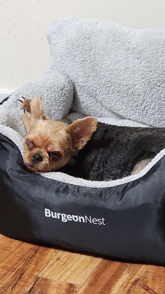 Psych_Studios's tweet photo. @imcorinnemec The puppy recharge command must have gone out from the King Floof. https://t.co/aCGCESry9m