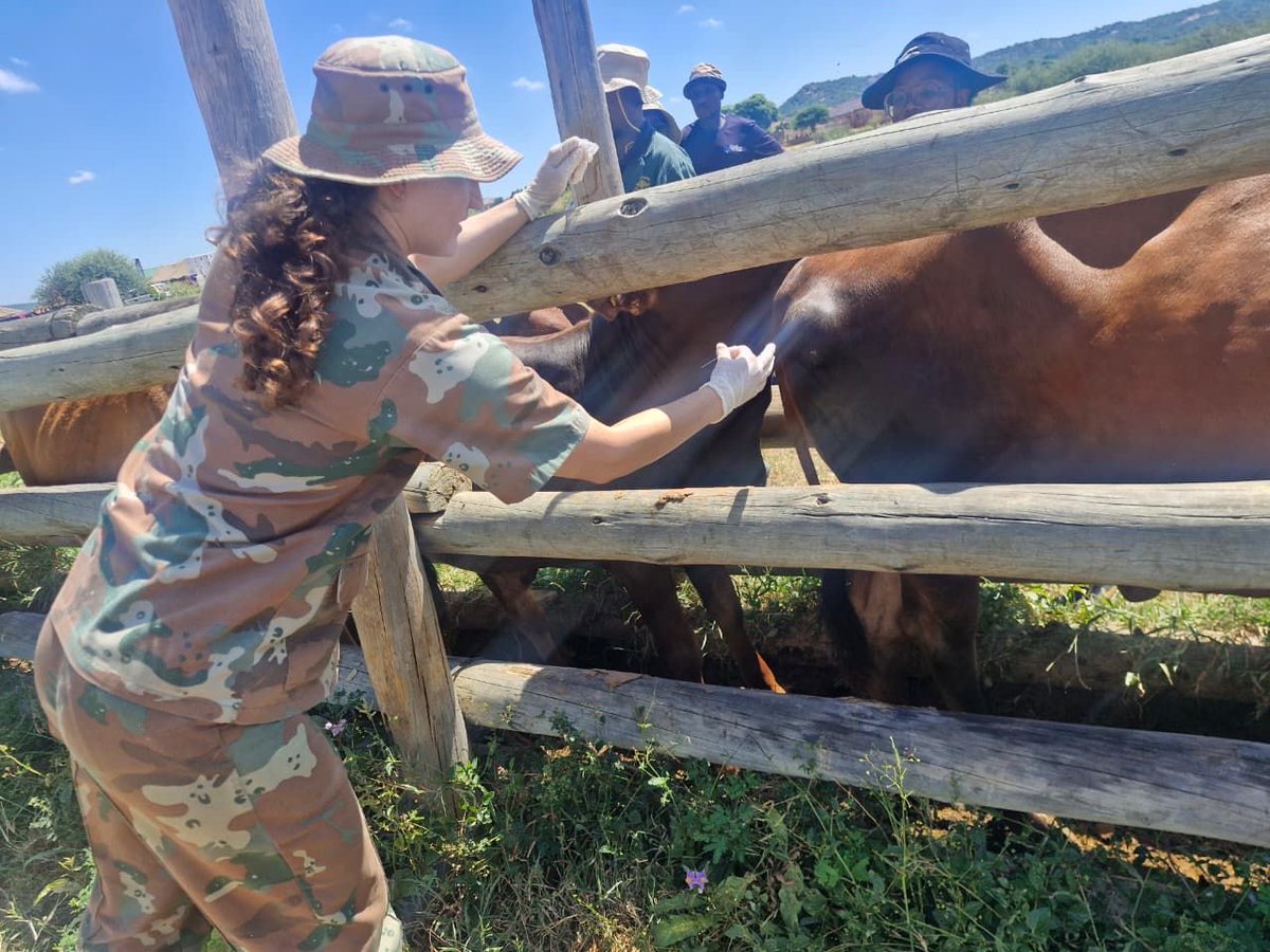SANDF_ZA's tweet photo. This collaborative effort underscores a shared commitment to improving animal health, strengthening rural livelihoods, and delivering integrated government services to communities across the province.
#SANDF
#SAMilitaryHealthService
#ArmedForcesDay2026
#ProjectOWETHU https://t.co/LgS16KnRR9