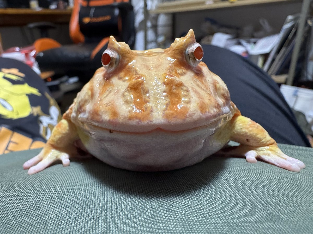 AngryBudget's tweet image. たまにはノブナガを眺める