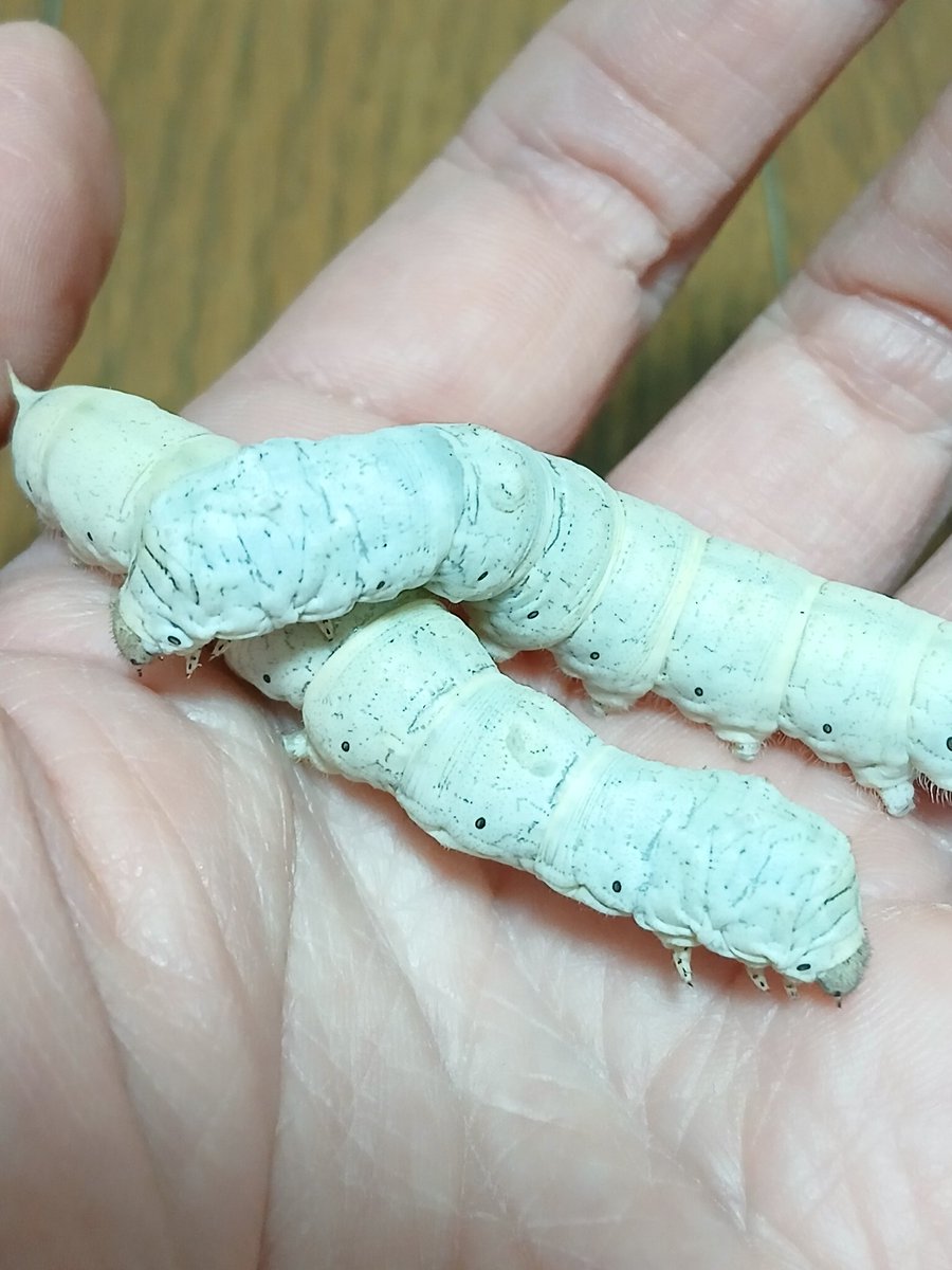 でっかいイモムシがいらっしゃるのでご機嫌です。