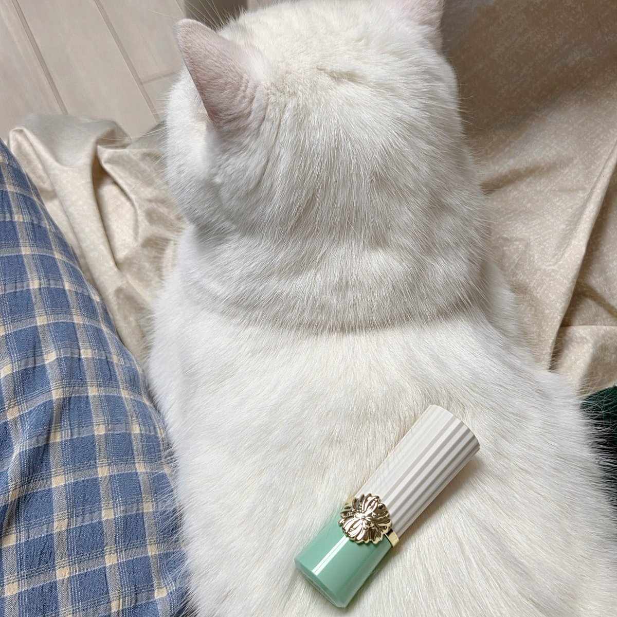 cloud_hobbang's tweet photo. 고양이 활용법 https://t.co/xOuSp6kJKP