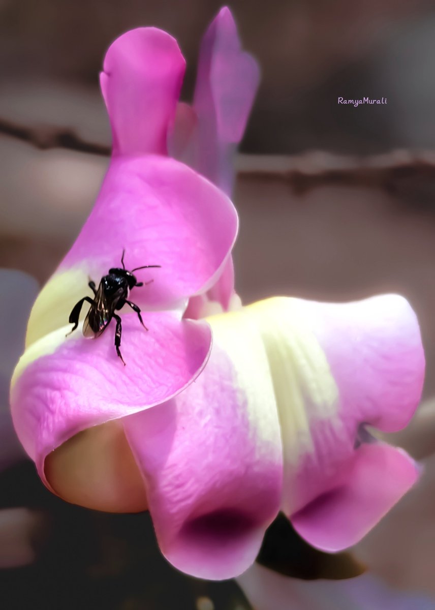 drramyamurali's tweet photo. Macro Monday!! https://t.co/x0O0fAVa98