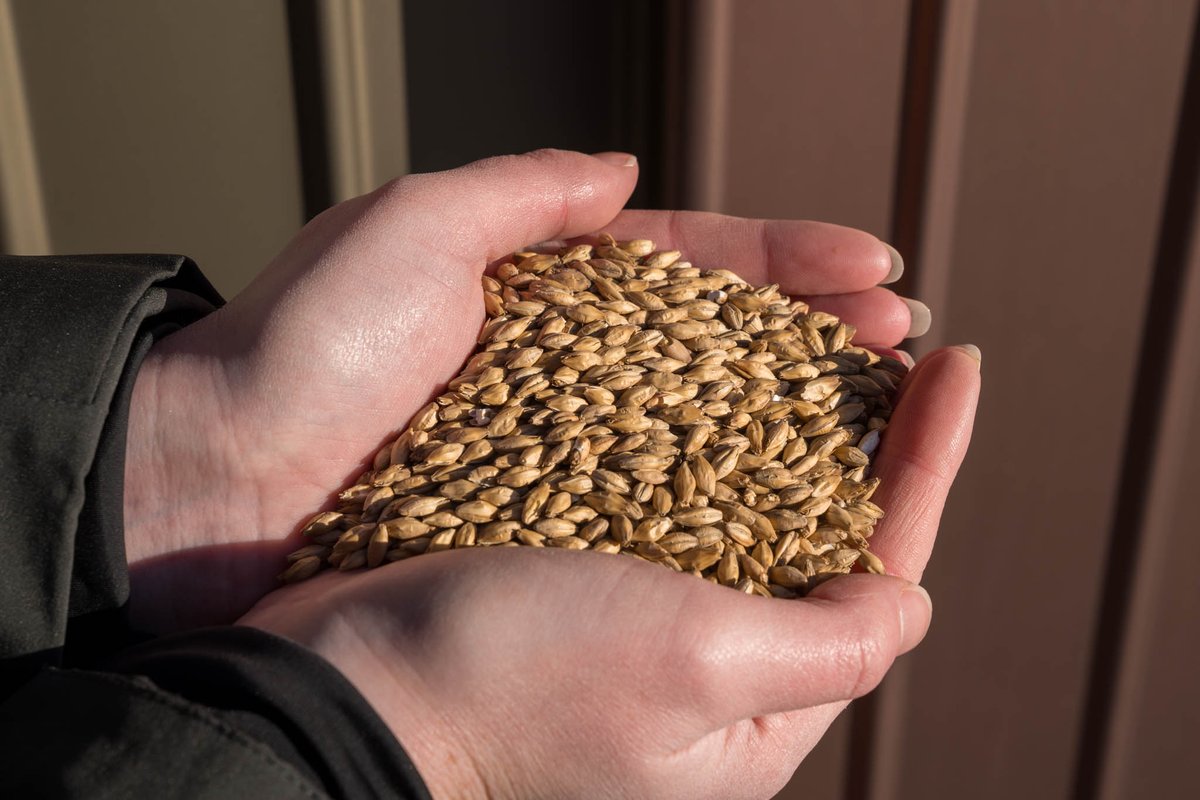 Ardgowan Distillery tweet media