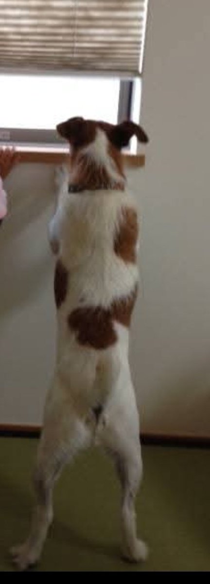 うちの亡きワンコの事思い出しちゃった😭手足が長かったジャック