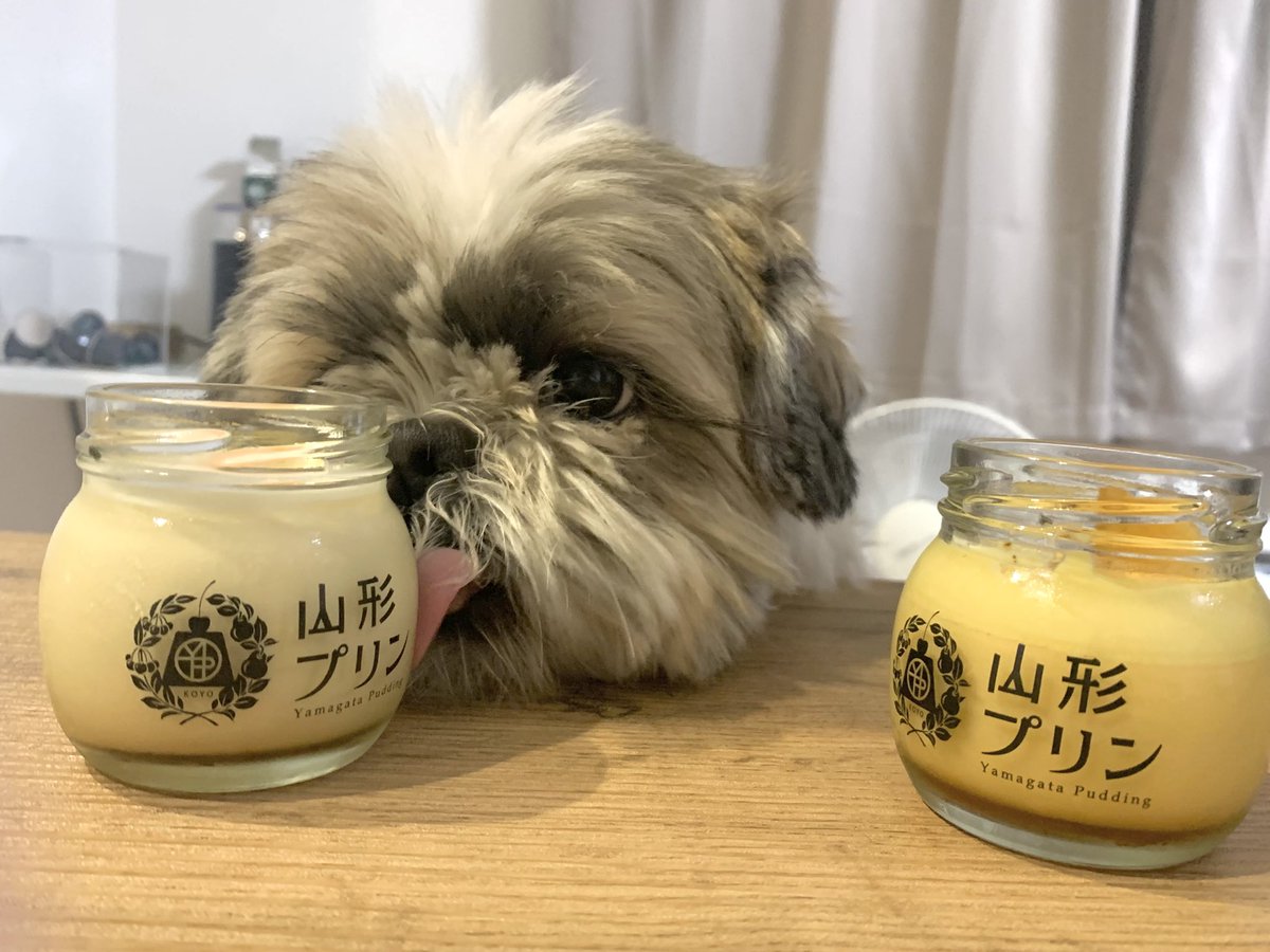 大きいシーズーたぬきち (@tanuki20200215) / Posts / X