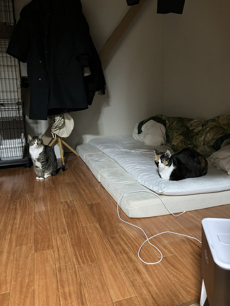 Pet Camera (@petcamera2cat) on Twitter photo 