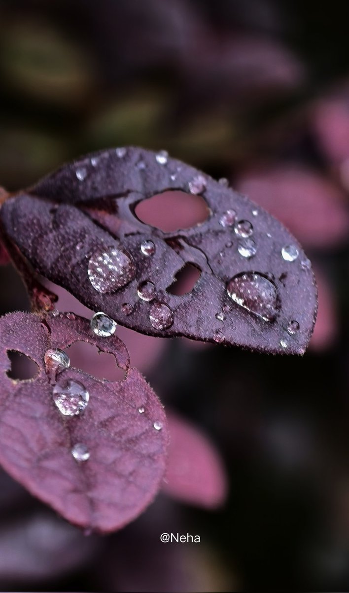 JustNeha____'s tweet photo. It's #MacroMonday
Where droplets pause, and beauty speaks softly ✨
#NehaClick 📷 https://t.co/4HVjVYLrhf