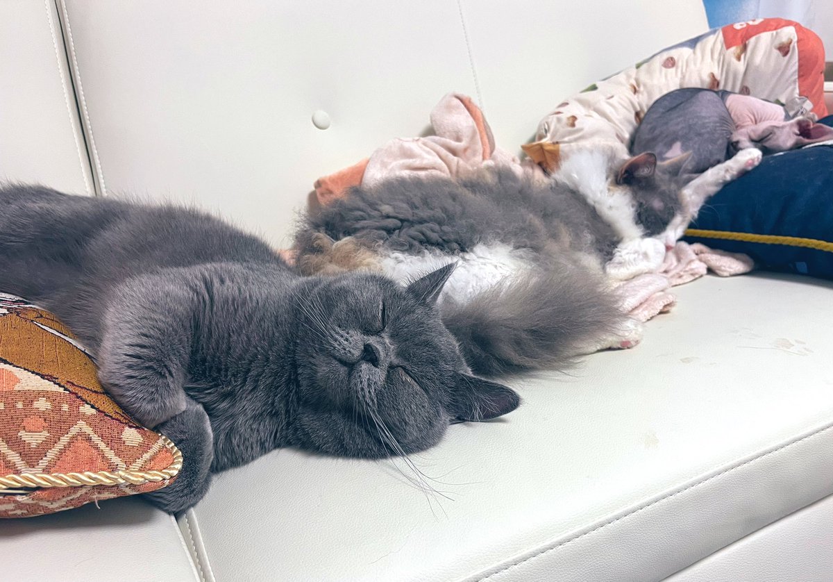 意味はないけど

うちの猫がイチャイチャしてるとこ
おいておきます

#ブリティッシュショートヘア
#スフィンクス
#ラパーマ
#サブゥー
#レイミステリオ
#テリーファンク