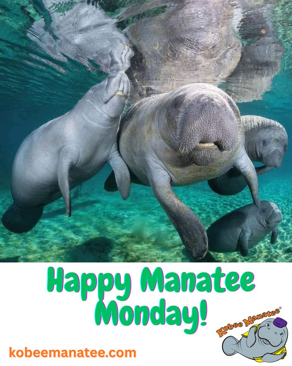 Kobee Manatee® tweet media