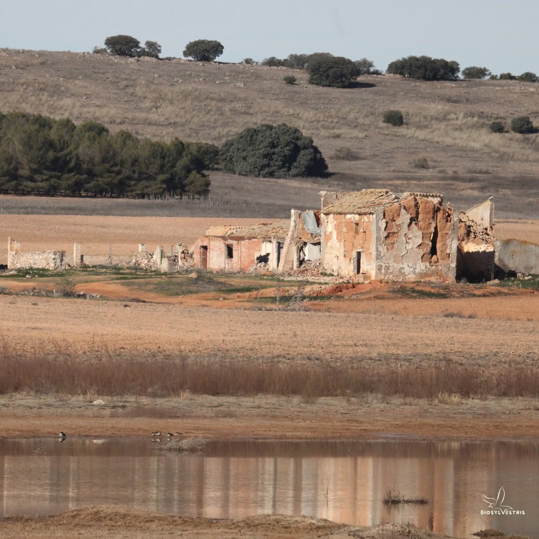 biosylvestris's tweet photo. El 2 de febrero es el Día Mundial de los Humedales. No hay nada que celebrar... Estos ecosistemas cada vez están más amenazados por la sobreexplotación de sus recursos y su conversión a tierras agrícolas. Sus figuras de protección quedan en papel mojado. Mucho que hacer!💧 https://t.co/53CJ0616Vh