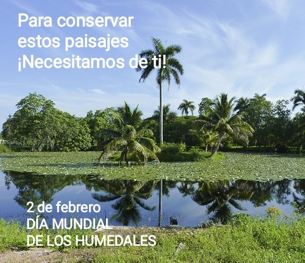 2 de febrero- Día Mundial de los Humedales, uno de los ecosistemas más importantes de la Tierra, por su función de regular los flujos de agua, almacenar carbono y mantener la biodiversidad. Pese a su importancia, están bajo amenaza
👇