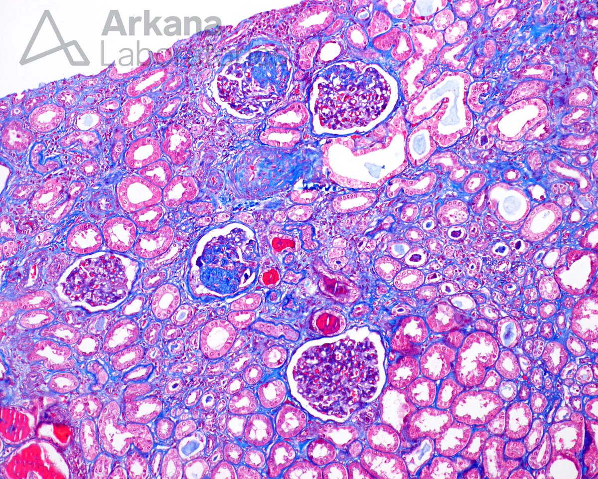 Arkana Laboratories tweet media
