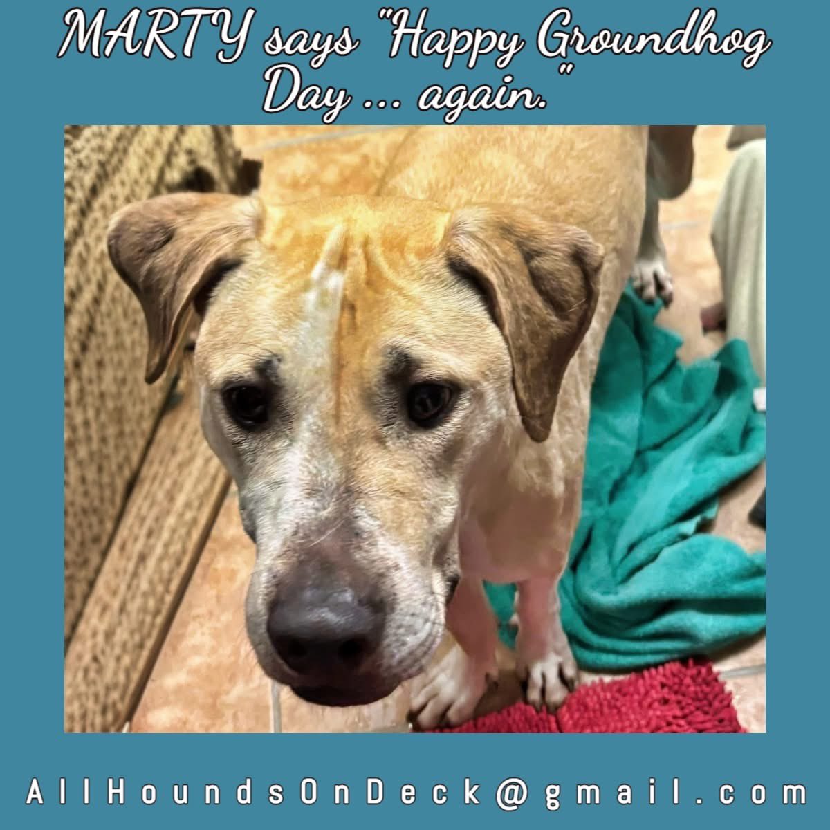 _AHOD_'s tweet image. It’s Groundhog Day, but Marty’s stuck in the longest rerun. For 2½ yrs he’s waited for a forever home. At 2½ y/o, he offers elite cuddles, ball chasing &amp;amp; total devotion. Great only dog or with a mellow female. No cats. Help end this rerun!
#AdoptDontShop #GroundhogDay #dogsofx