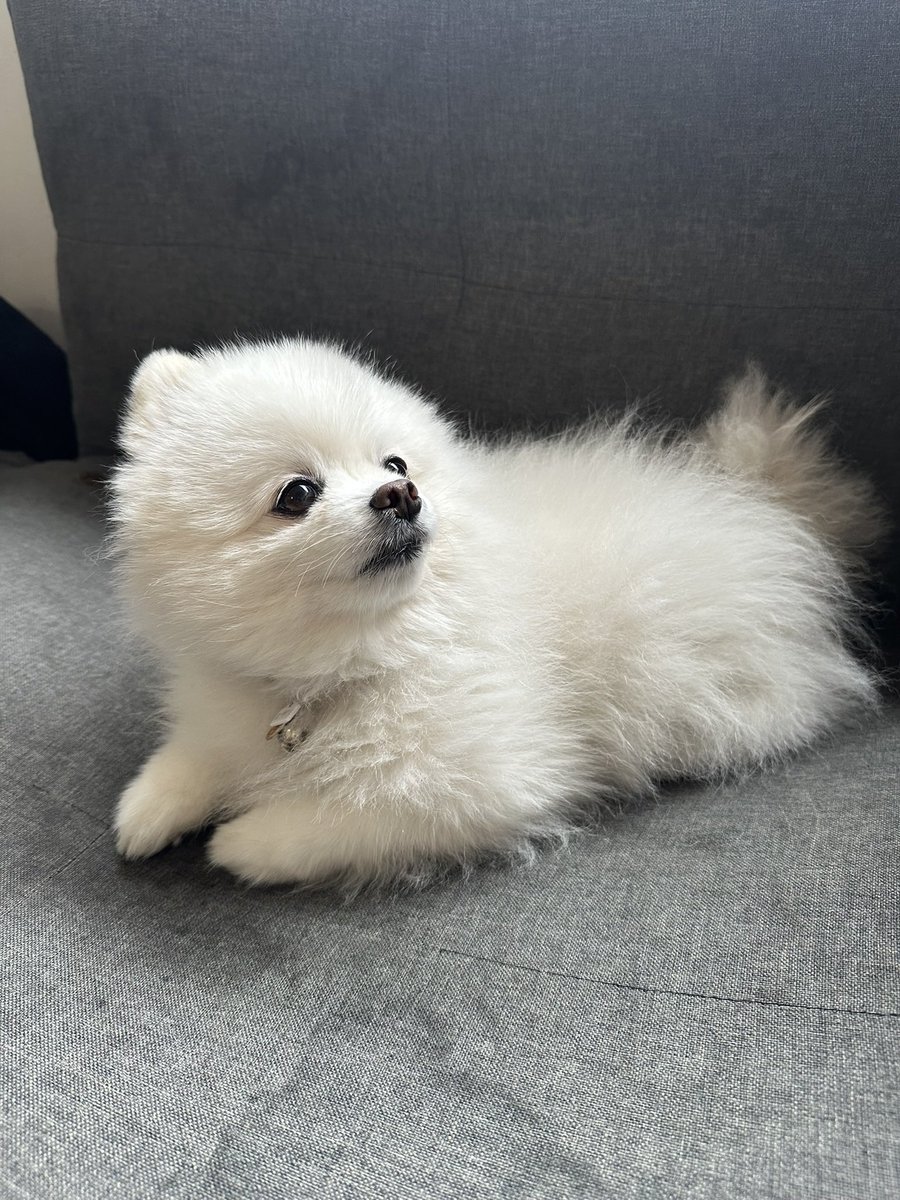 milwoo3's tweet photo. ソファ横取りする、みるをさん
 #ポメラニアン  #pomeranian https://t.co/3EBKV9GQvg