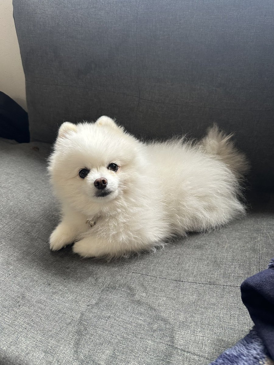 milwoo3's tweet photo. ソファ横取りする、みるをさん
 #ポメラニアン  #pomeranian https://t.co/3EBKV9GQvg