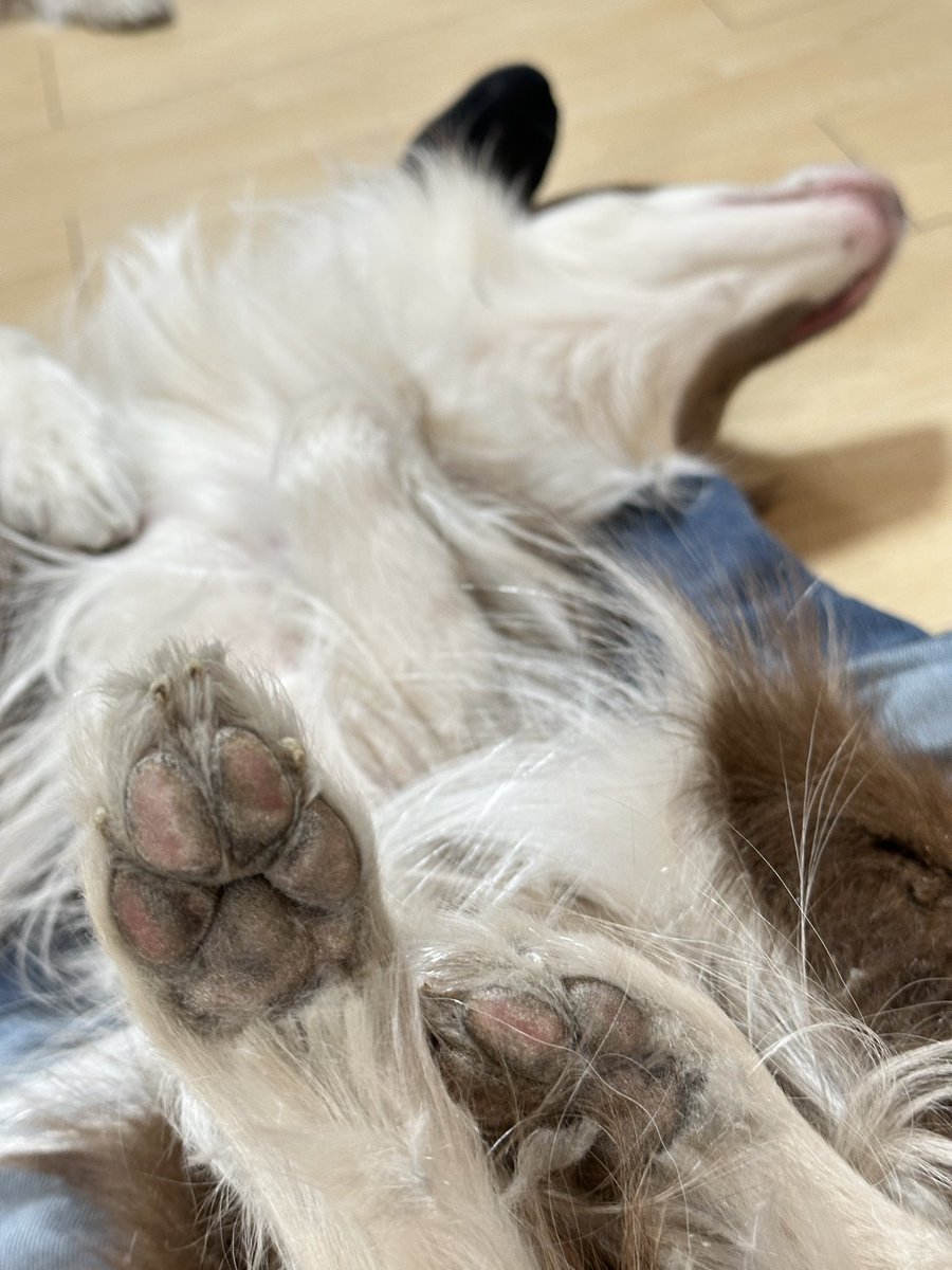 VPCforAnimal's tweet photo. 飼い主のただの自己満です

散歩に満足してくれたみたいで
爆睡しながら爪などのお手入れさせてくれてます。

可愛くないですか？笑

#犬好きさんと繋がりたい 
#犬のいる暮らし 
#ボーダーコリー https://t.co/juUaa2jKL0