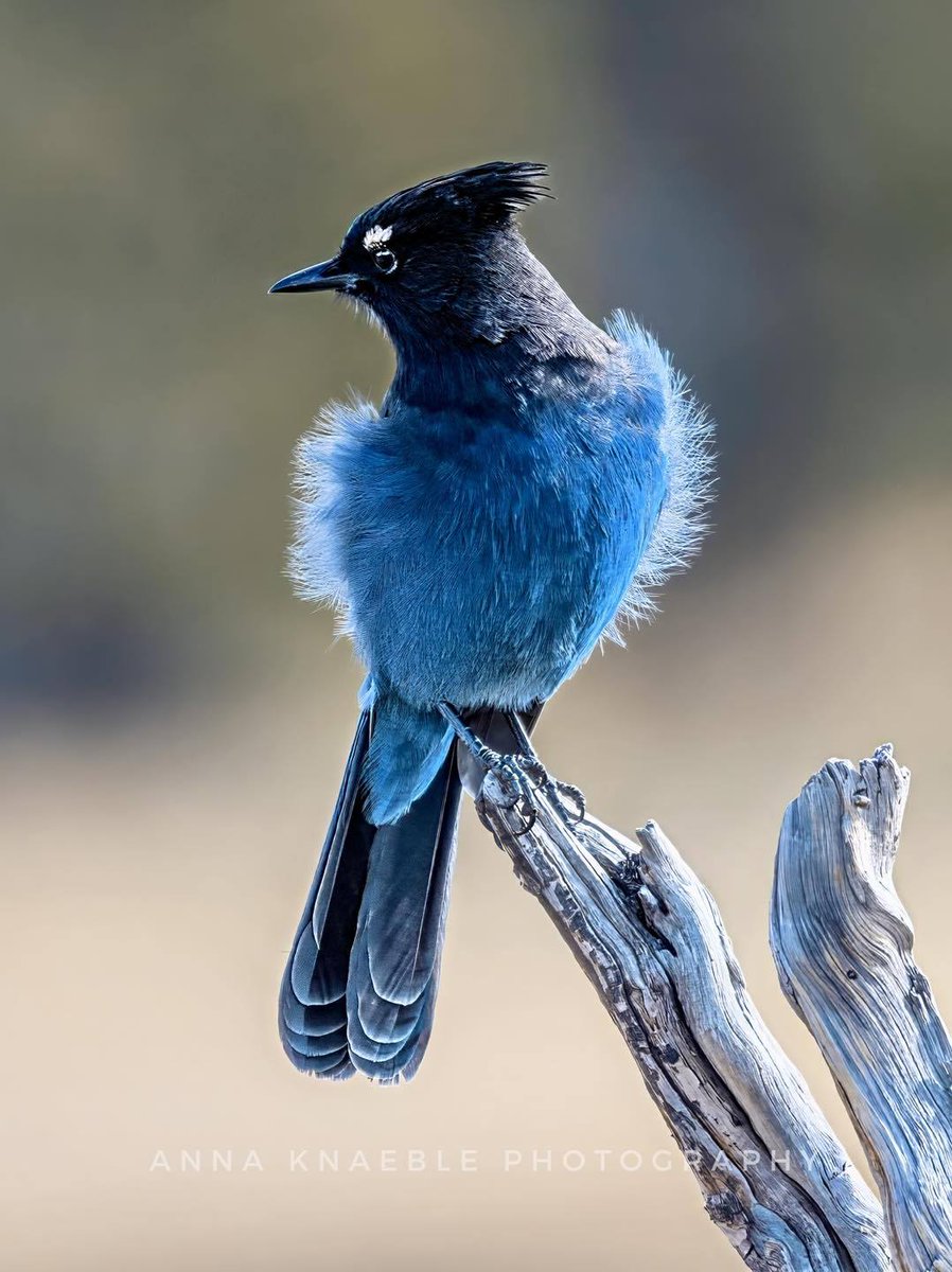 𝚊rkha . tweet media