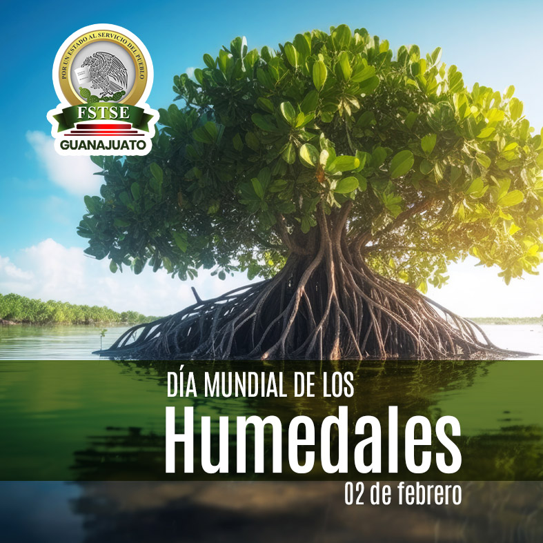 Son barreras naturales contra inundaciones, reservorios de biodiversidad y aliados clave para la salud ambiental.

Cuidarlos es una responsabilidad compartida. 🌱💧

#DíaMundialDeLosHumedales #MedioAmbiente #AguaEsVida #ResponsabilidadSocial