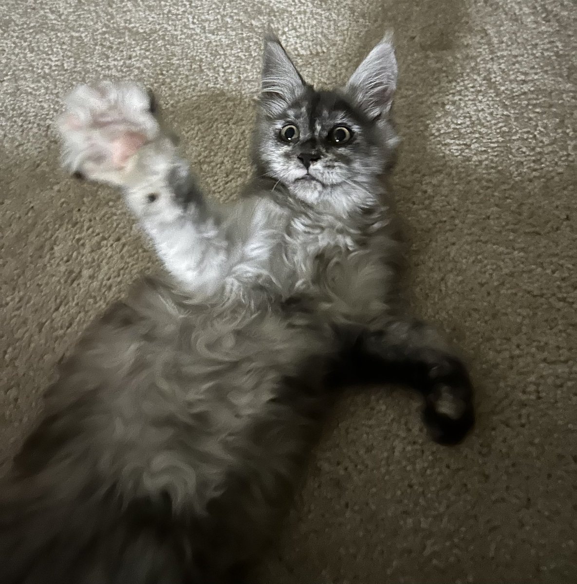 Navuli's tweet image. Say Hi to my new kitten Freya :) 
She’ll be around a lot with everything I do