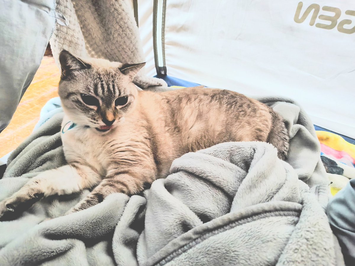 新しいスマホのカメラ慣れないな