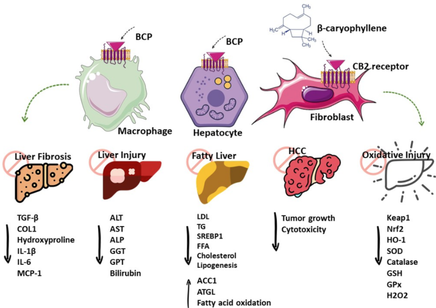 FASEBPubs tweet media