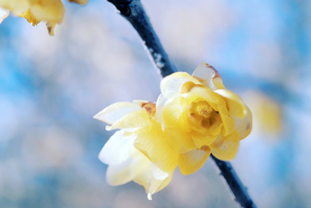 espr___'s tweet image. 