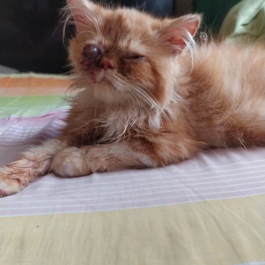 Today I found this poor purebred cat suffering from a serious injury to his right eye after being hit by a motorbike 😭💔. I have now taken him to the vet for treatment. Please help if you can 🙏

paypal.me/violletas