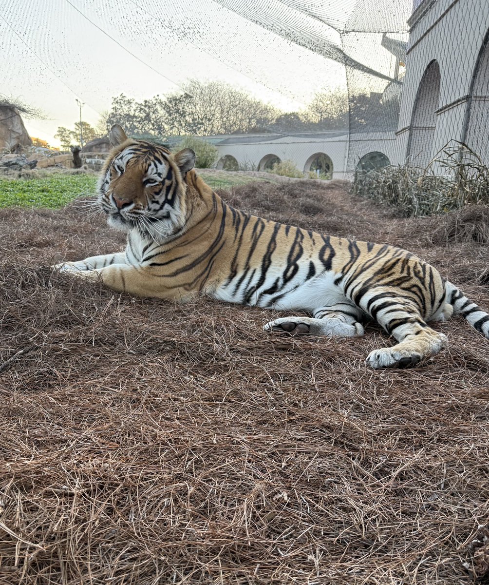 Punxsutawney Phil, apparently we need to have a chat. You did not see your shadow, understand? We’ve had enough winter here in Louisiana and are ready to move on. Good talk. #groundhogday