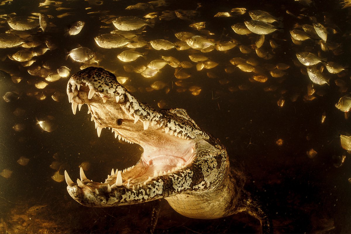 Today is #WorldWetlandsDay 🌎 

These remarkable ecosystems are vital across the world, but increasingly under threat. 

Our upcoming free exhibition Water Pantanal Fire reveals the beauty of the vast Pantanal wetland, and the ecological crises that threaten it. 

Book now: