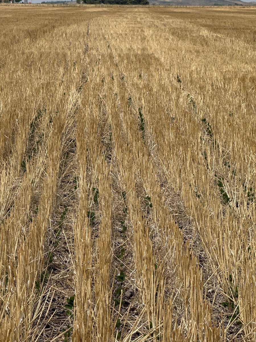 PecoAz's tweet image. Soja de 2da en V1 , 2/02/2026 en #Azul variedad: DM2200 Lluvias en enero: 12 mm. Veremos si llega a escaparle a la heladas tempranas #siniestralidad #sequia #heladas