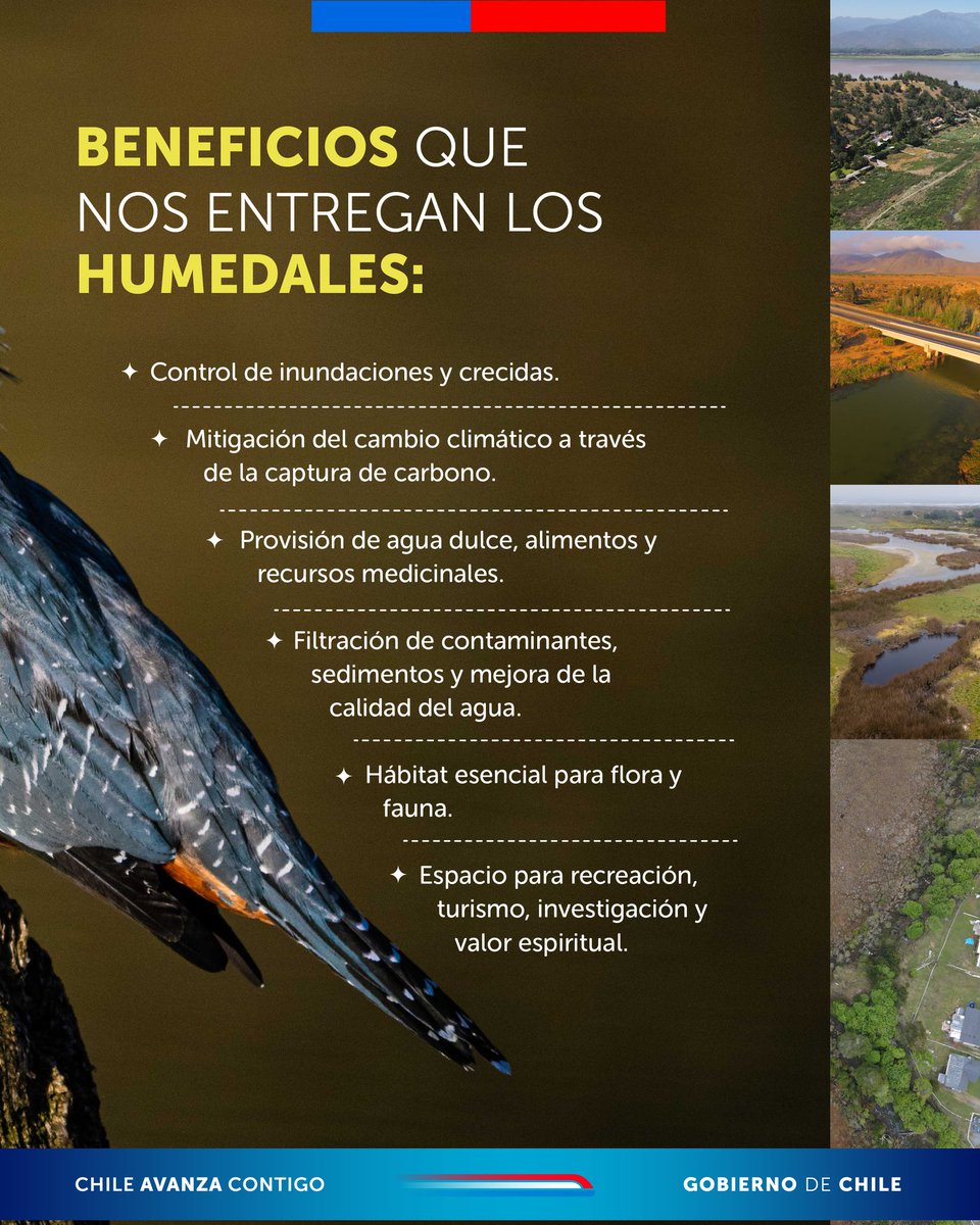 🌿 ¡Hoy el planeta celebra a sus humedales! 🌎🏞 ​En este Día Mundial de los Humedales, queremos compartirte por qué estos ecosistemas son tan importantes. ⬇️