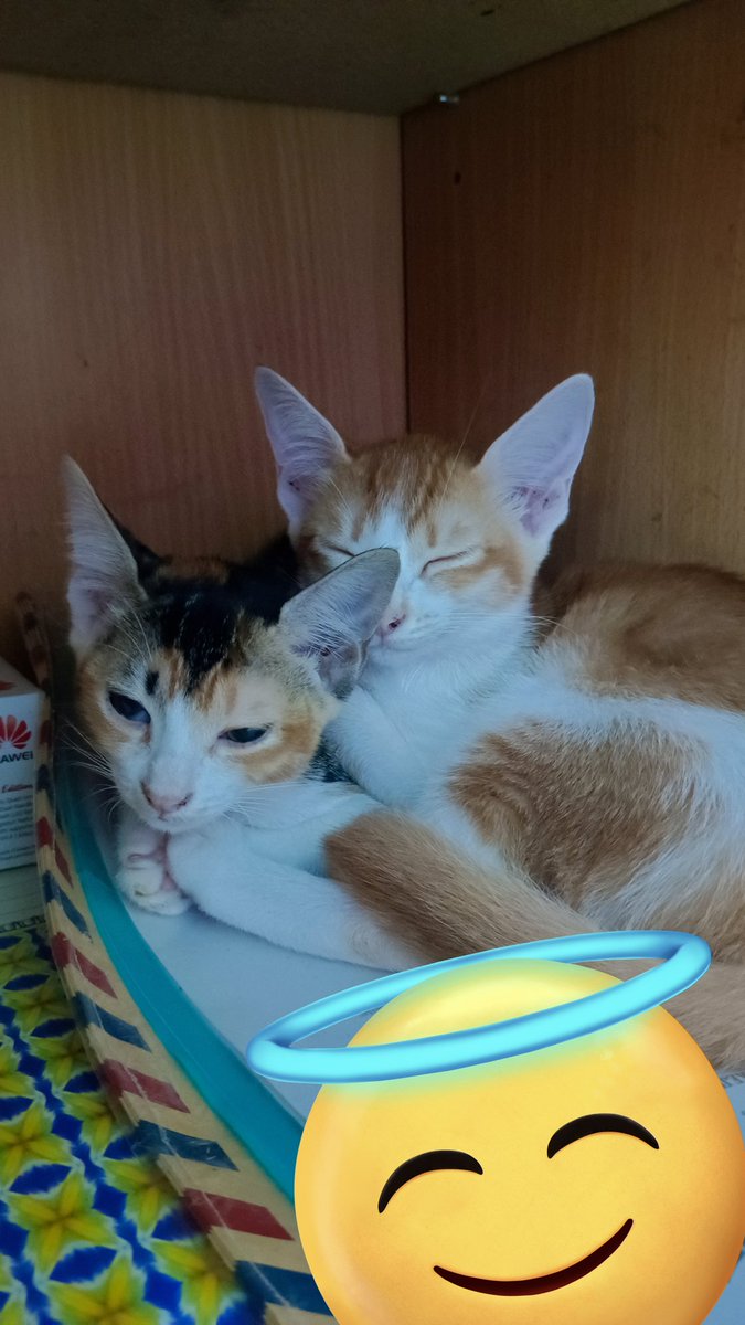 fllsnflwrx's tweet image. Free Adopsi Kucing 🐱
Umur ± 3 bulan
Lokasi: Jakarta Barat
Kitten aktif, sehat, dan sudah makan dry food (makanan kering).
Sudah pup &amp;amp; pipis di pasir (litter trained)
Dicari adopter yang amanah, sudah pernah rawat kucing sebelumnya
#adopsikucing  #kucing #lepasadopt