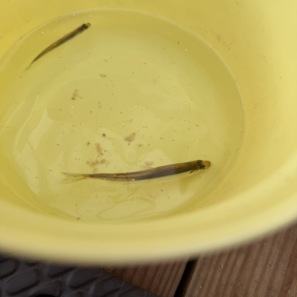 Taro Mano tweet media