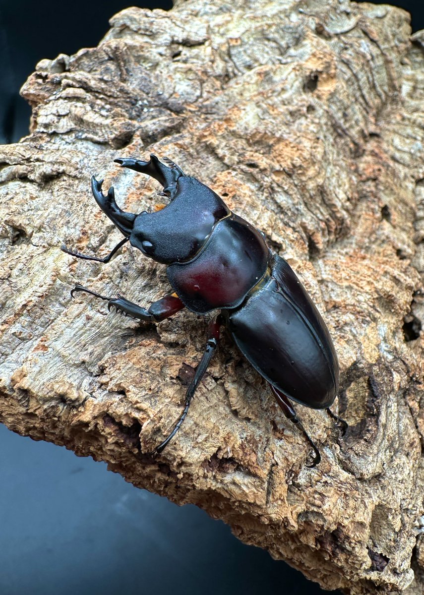 かぶぶくわわ (@mushi_lowkun) / Posts / X