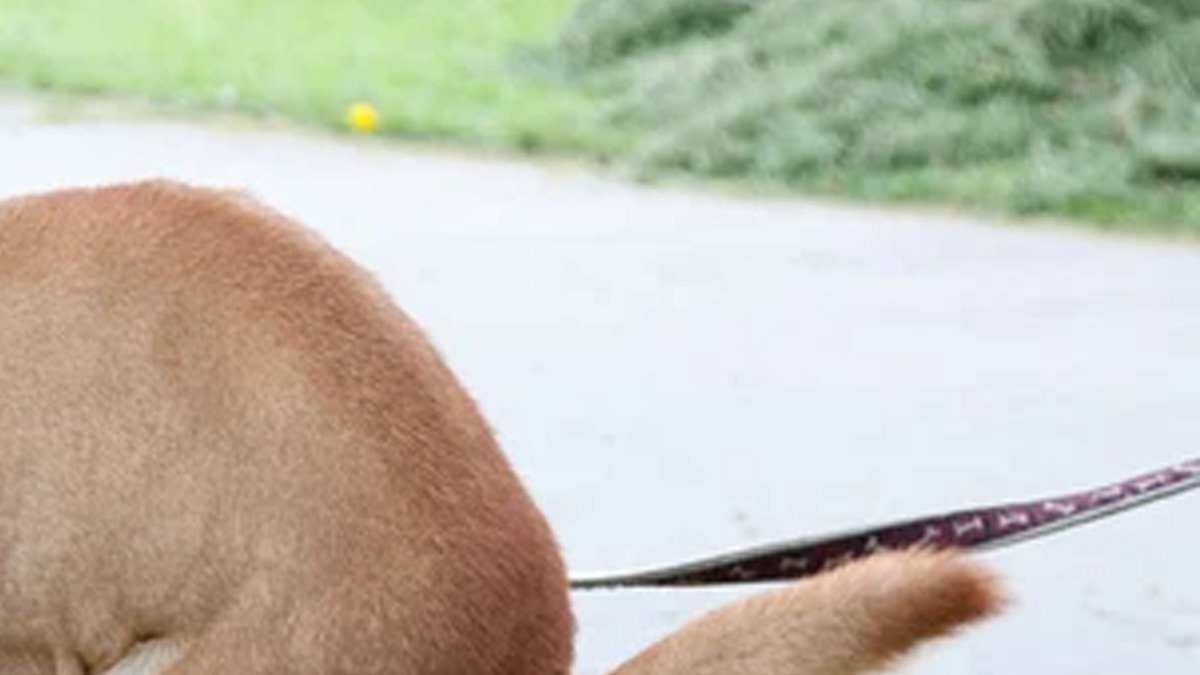 Heytale.fr • Serveur Hytale 🇫🇷 tweet media